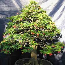 Cây Kim Quýt Bonsai: Ý Nghĩa, Cách Trồng và Chăm Sóc