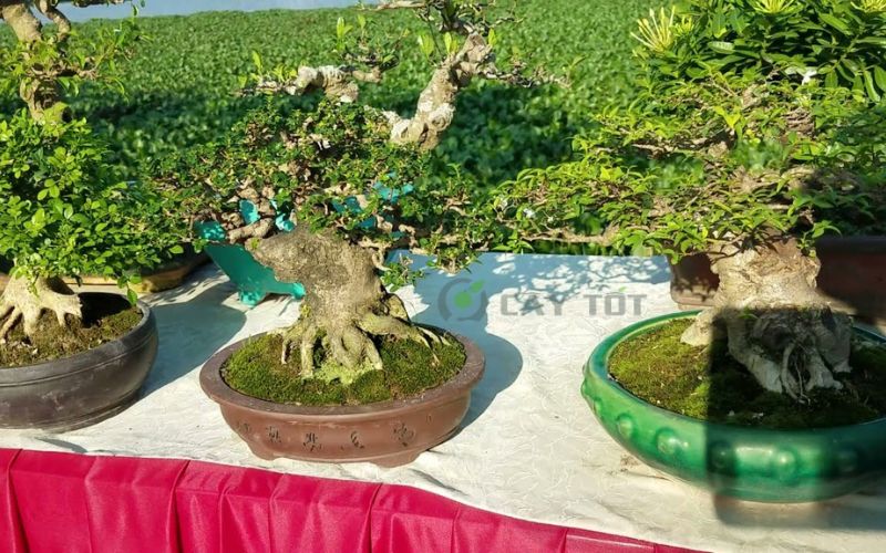 Cây Hoa Sữa Bonsai: Tạo Điểm Nhấn Cho Không Gian Sống