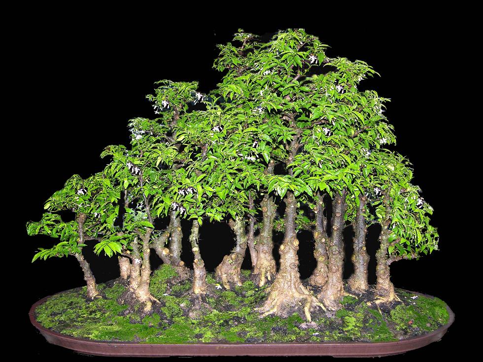 Cây Quýt Rừng Bonsai: Đặc Điểm, Cách Trồng và Chăm Sóc