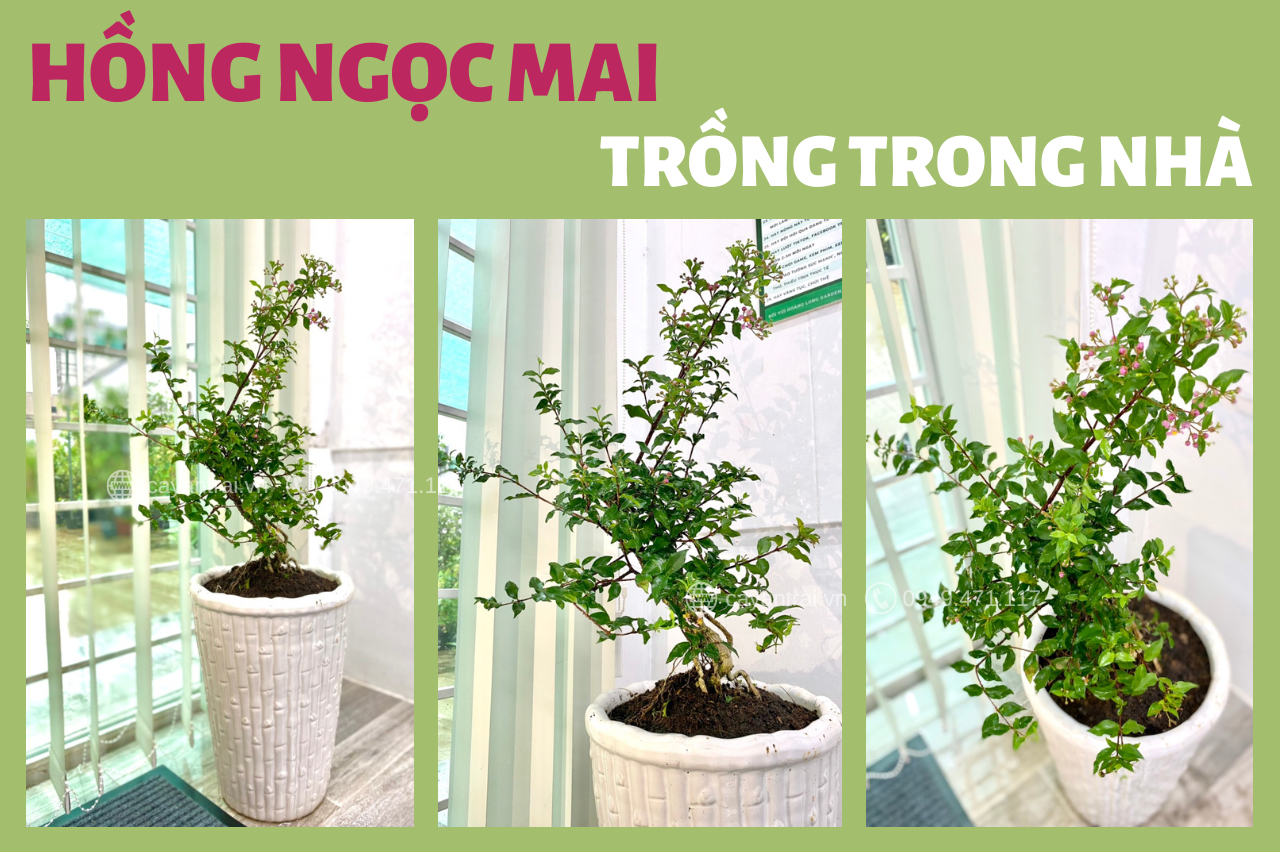 Cây Hồng Ngọc Mai Bonsai – Đặc Điểm, Công Dụng và Cách Chăm Sóc