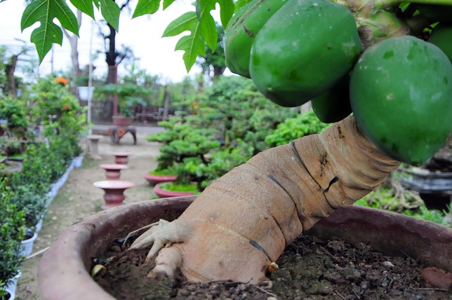 Tất Tần Tật Về Cây Du Bonsai - Vườn Tinh Mộc