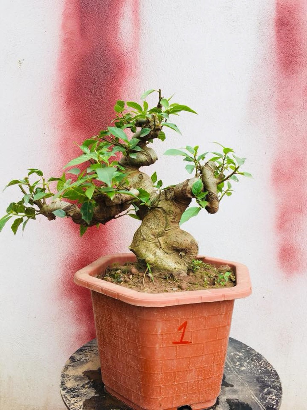 Tìm Hiểu Về Cây Túc Bonsai