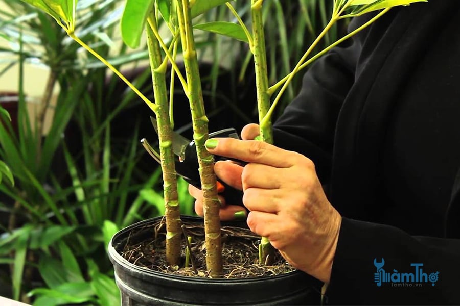 Cây Ngũ Gia Bì Bonsai: Tạo Điểm Nhấn Tự Nhiên Cho Không Gian
