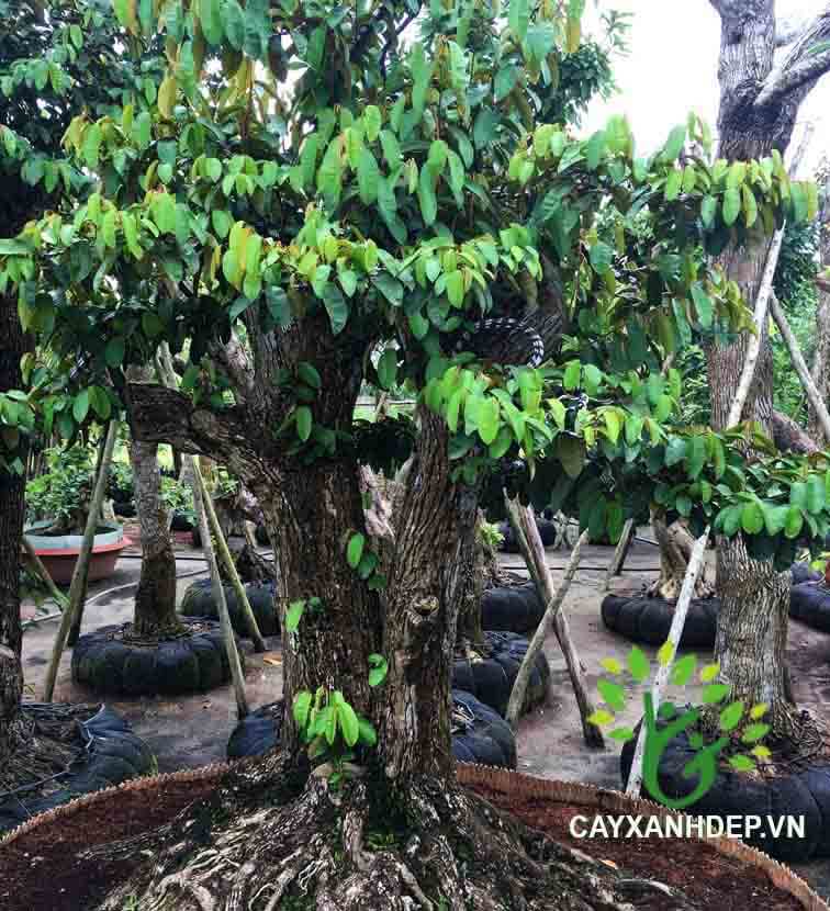 Cây Hoa Sữa Bonsai: Tạo Điểm Nhấn Cho Không Gian Sống