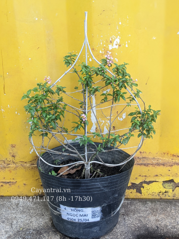 Cây Hồng Ngọc Mai Bonsai – Đặc Điểm, Công Dụng và Cách Chăm Sóc