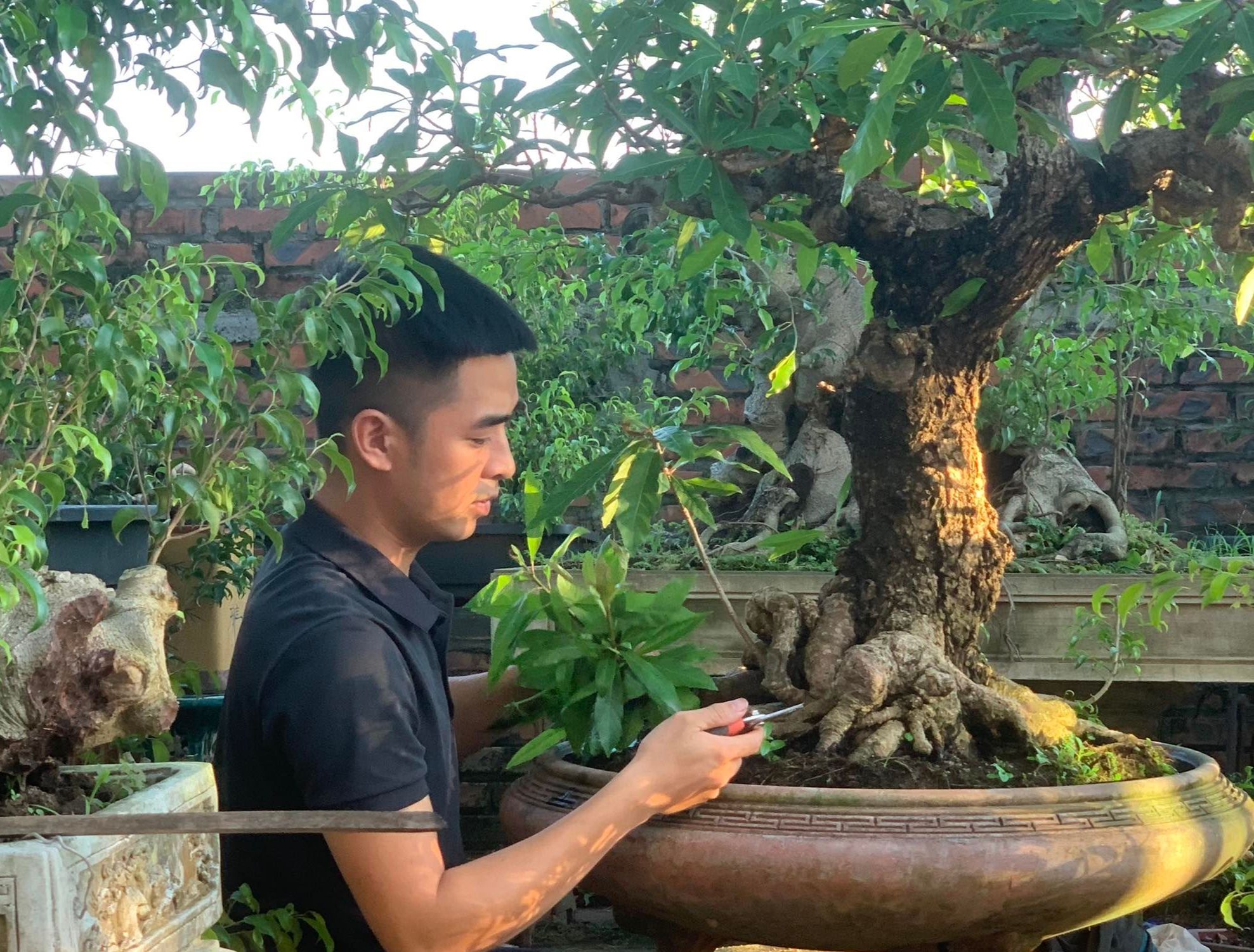 Cây Hoa Sữa Bonsai: Tạo Điểm Nhấn Cho Không Gian Sống