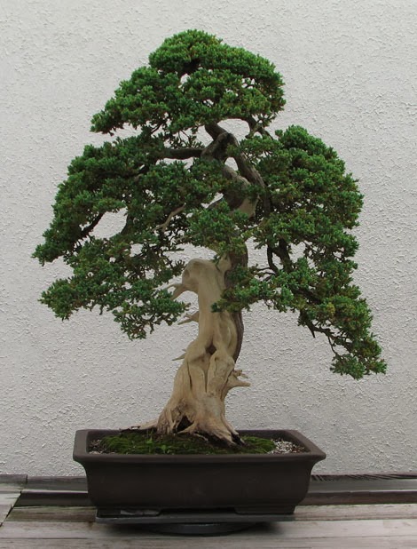 Cây sơn trà bonsai: Chăm sóc và Ý nghĩa