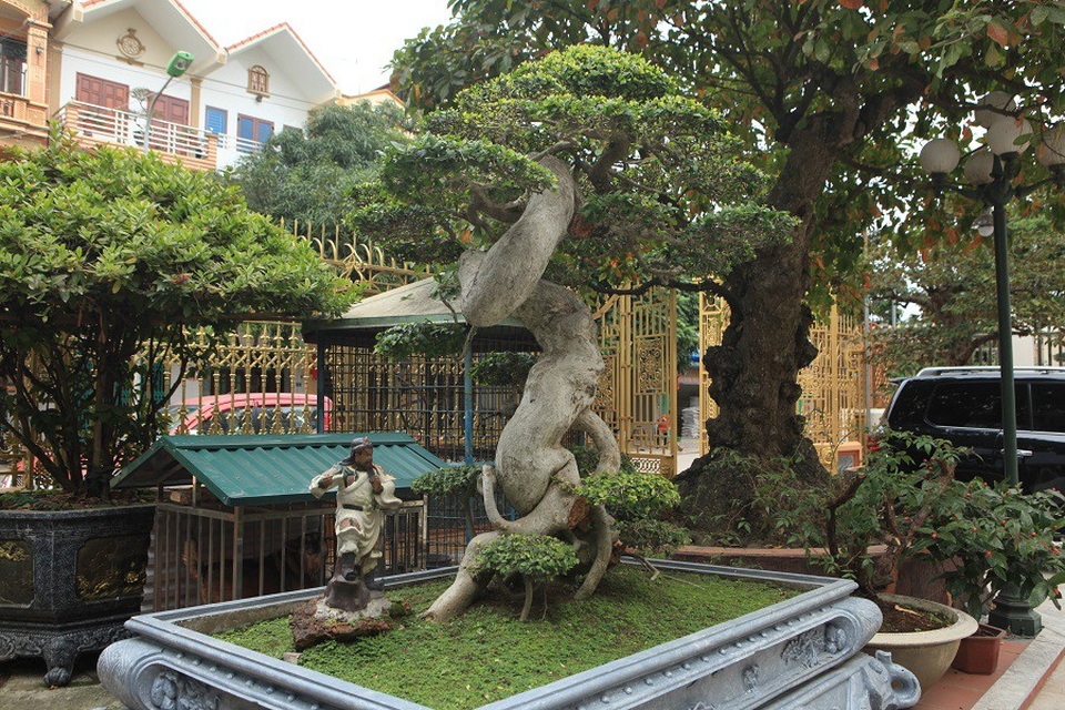 Cây Duối Bonsai Đẹp - Vườn Tinh Mộc