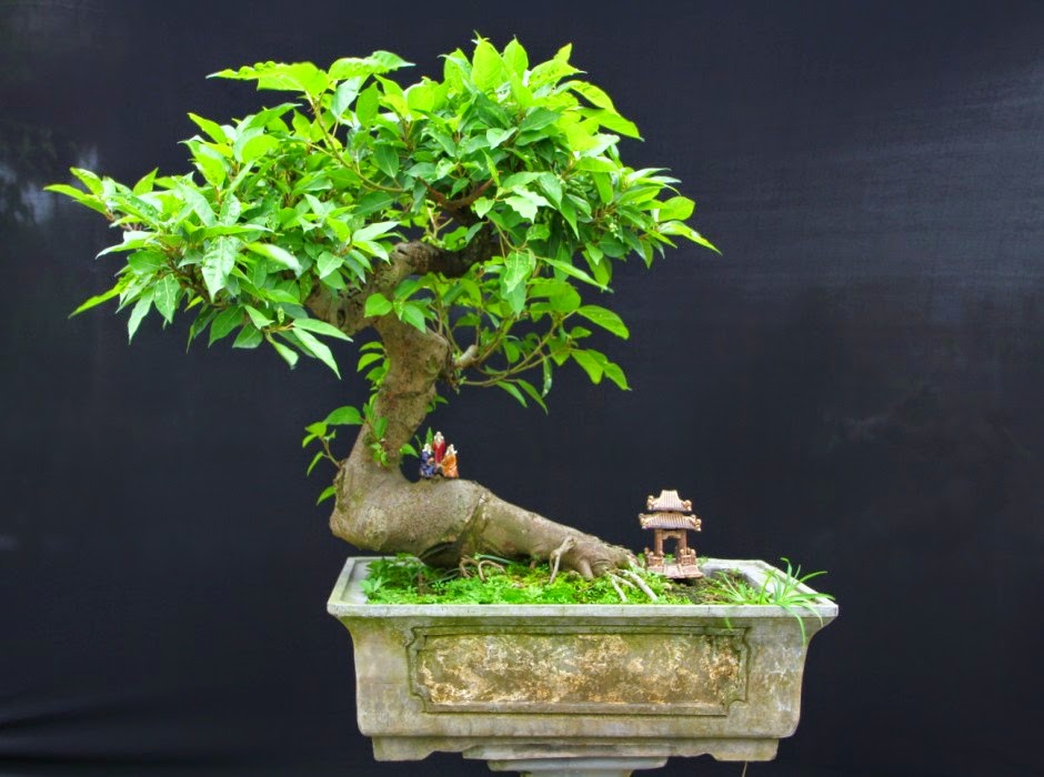 Tìm Hiểu Về Cây Túc Bonsai