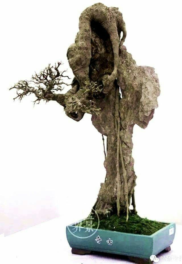 Cây Đa Bonsai: Sự Lựa Chọn Hoàn Hảo Cho Không Gian Sống