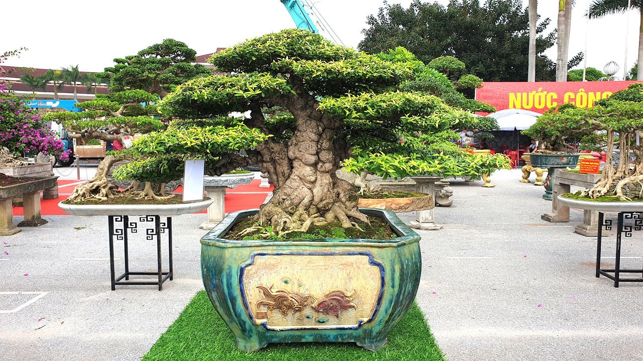 Cây Chòi Mòi Bonsai – Tất Cả Những Điều Bạn Cần Biết
