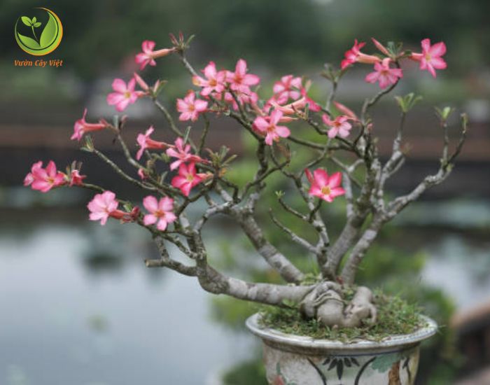 Cây Sứ Bonsai - Sự Lựa Chọn Hoàn Hảo Cho Không Gian Xanh