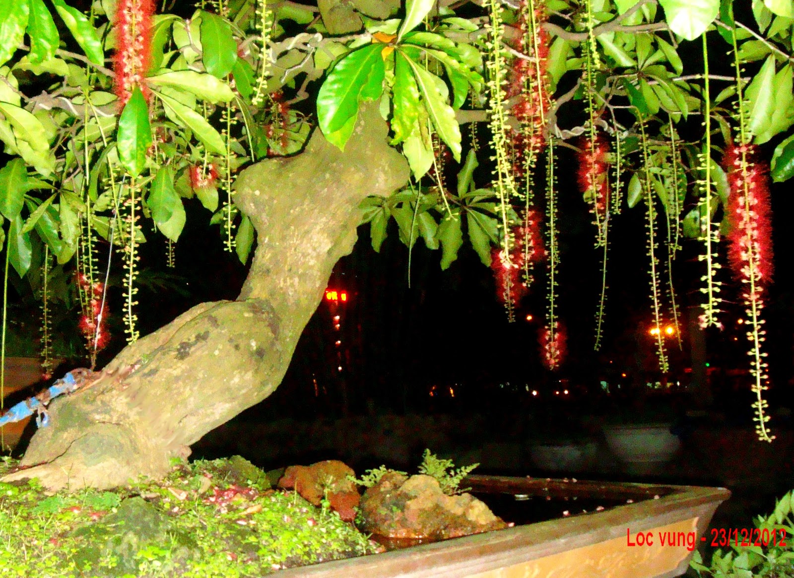 Cây Chòi Mòi Bonsai – Tất Cả Những Điều Bạn Cần Biết