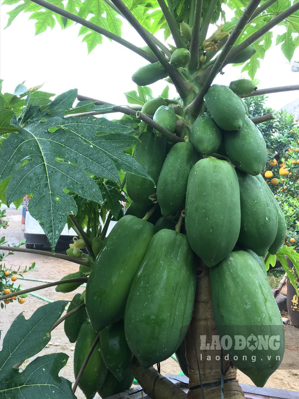 Tất Tần Tật Về Cây Du Bonsai - Vườn Tinh Mộc