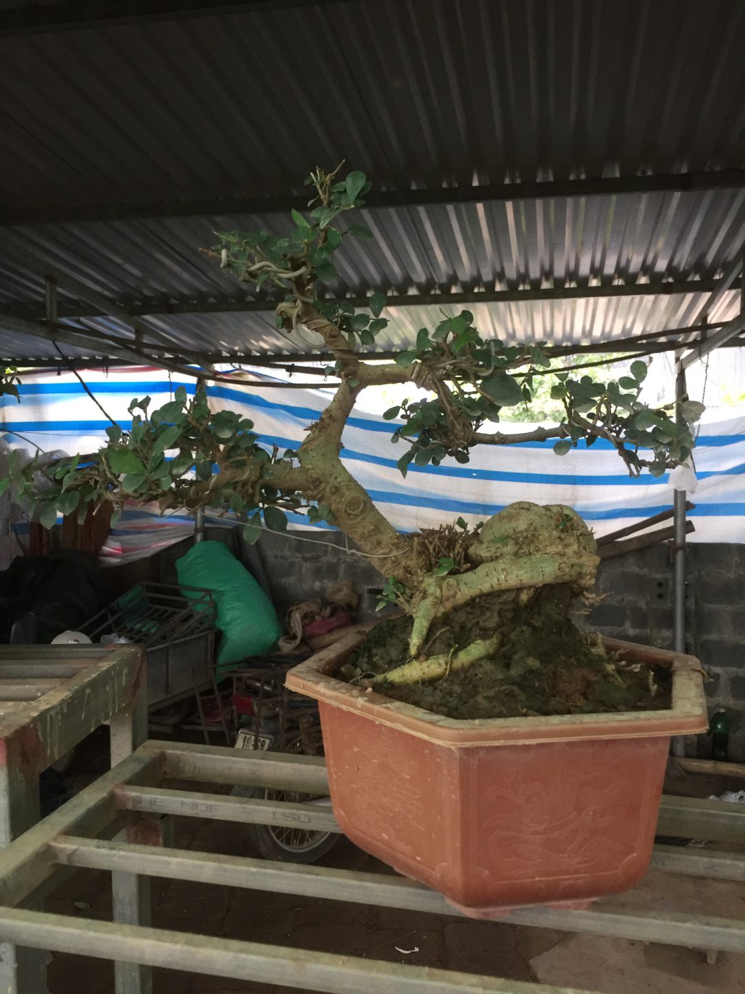 Cây Duối Bonsai Đẹp - Vườn Tinh Mộc