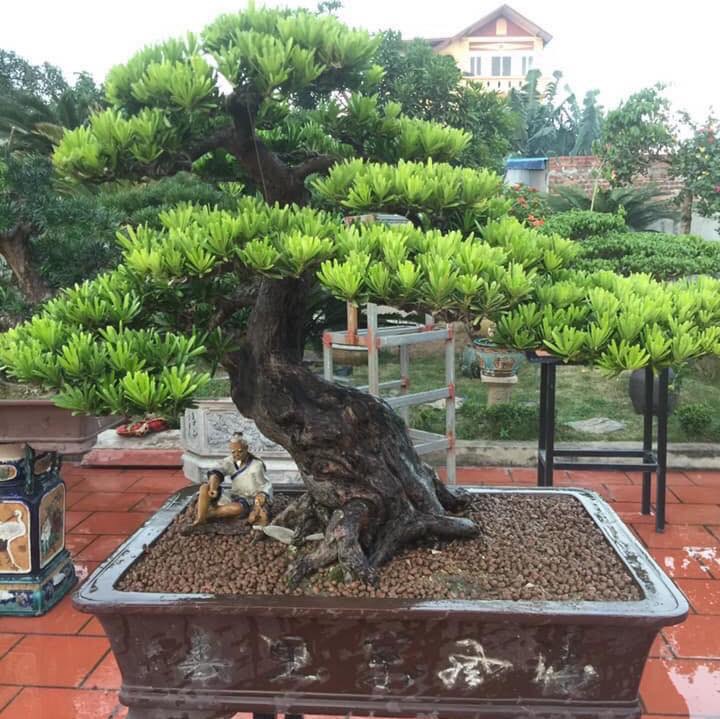 Cây Tùng Đen Bonsai: Đặc Điểm, Ý Nghĩa và Cách Chăm Sóc