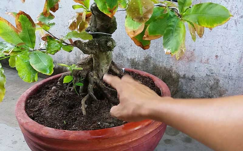 Kỹ thuật chăm sóc để hồi sinh một cây bonsai sắp chết | YeuBonsai.vn