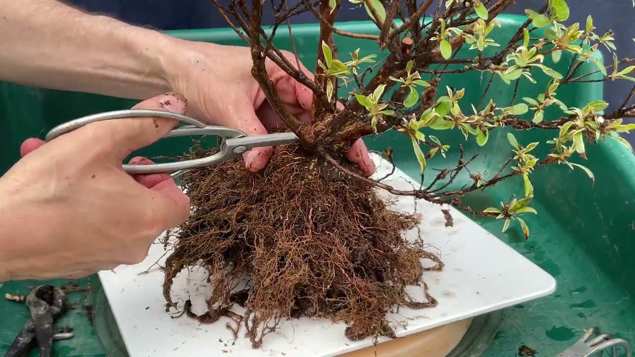 Bonsai Duối bị thối Rễ, Gốc, Thân và Cành nguyên nhân và biện pháp khắc  phục. - YouTube