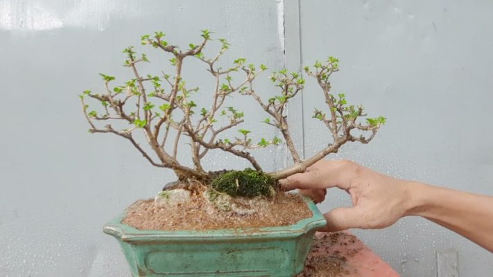 XỬ LÝ CÂY BONSAI BỊ ÚNG RỄ/BONSAI MINI