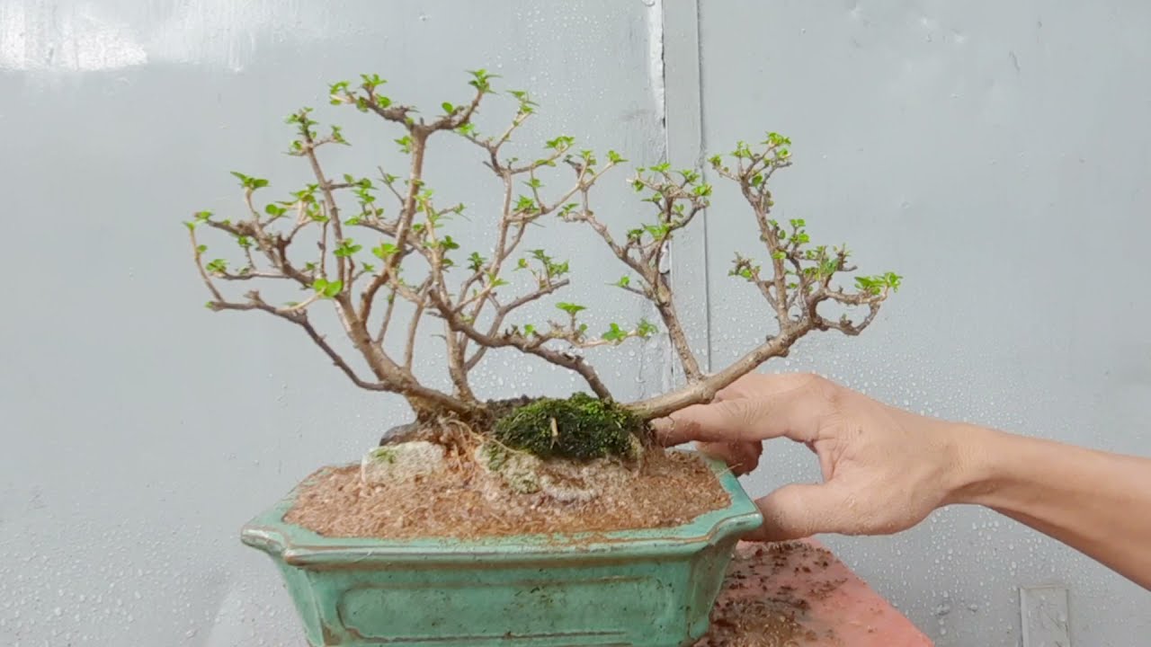 XỬ LÝ CÂY BONSAI BỊ ÚNG RỄ/BONSAI MINI