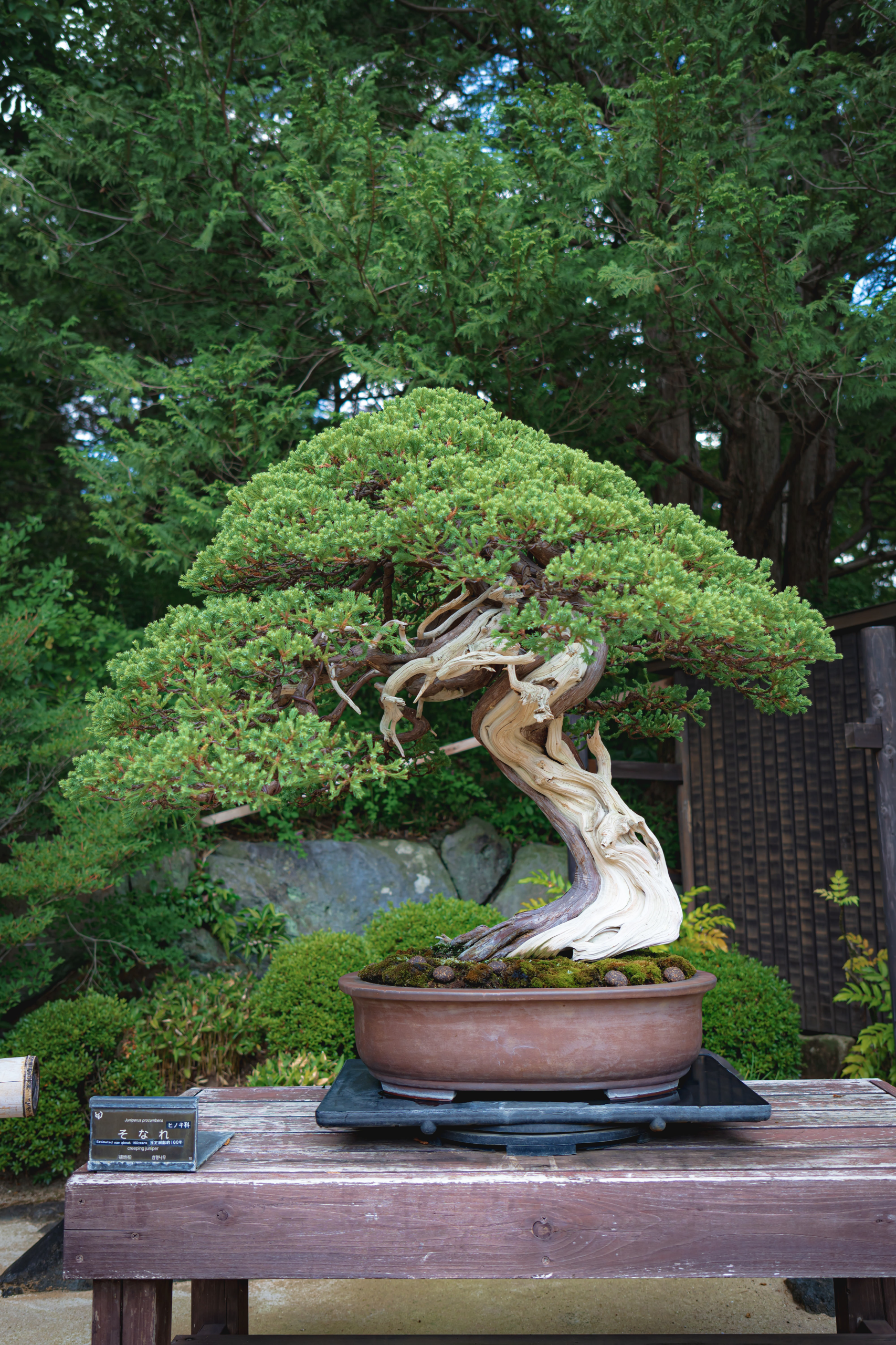 History of the Bonsai Tree | J-Life Blog – J-Life International