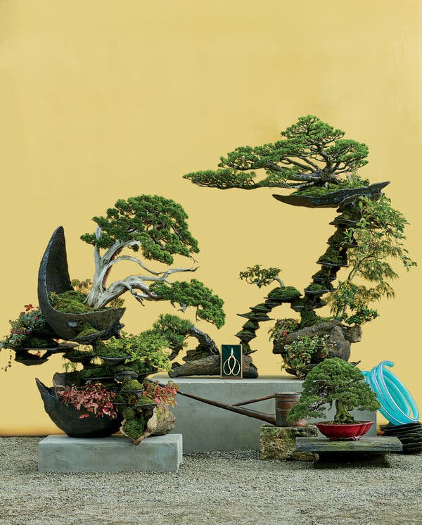 The Ever-Evolving Art of Bonsai - The New York Times