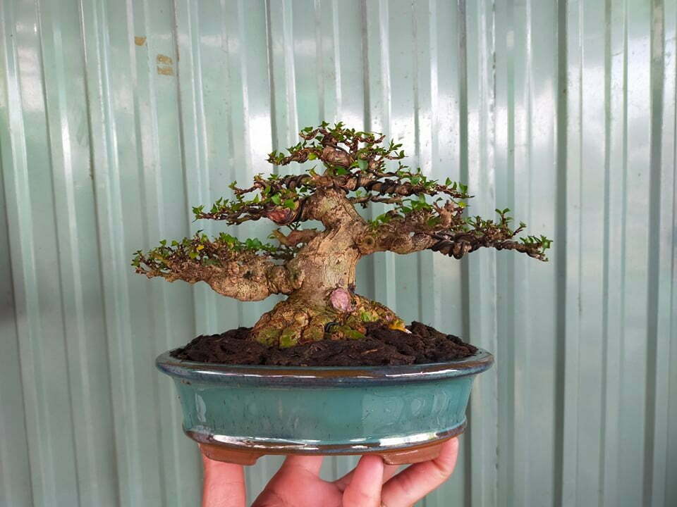 Top 10 cây bonsai mini để bàn đẹp và hợp phong thủy - Vườn Cây
