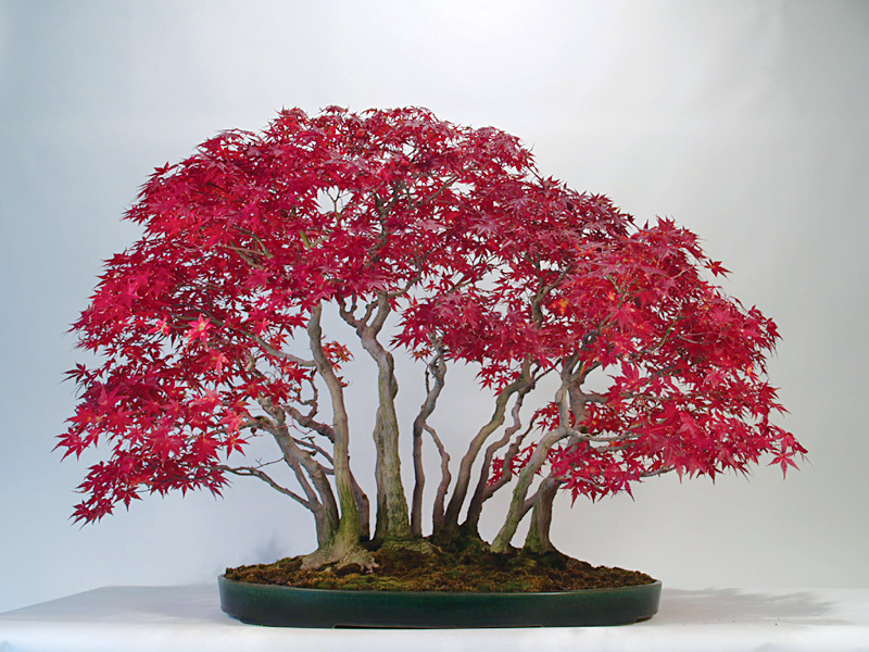 Cây Chòi Mòi Bonsai – Tất Cả Những Điều Bạn Cần Biết