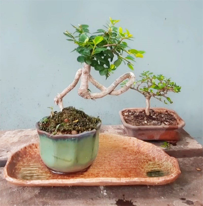 Những lưu ý khi chăm cây bonsai mini cho người mới bắt đầu | YeuBonsai.vn