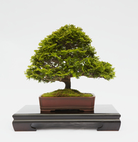 BONSAI | Định nghĩa trong Từ điển tiếng Anh Cambridge