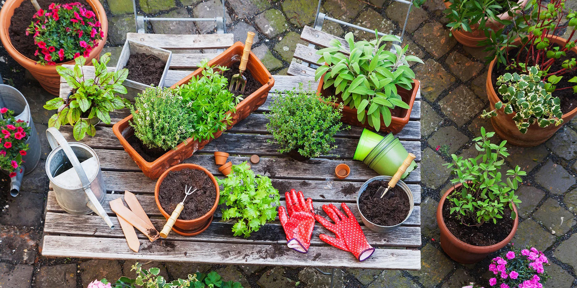 Cách chăm sóc cây cảnh bị úng nước giúp trở lại tươi xanh tốt nhanh chóng