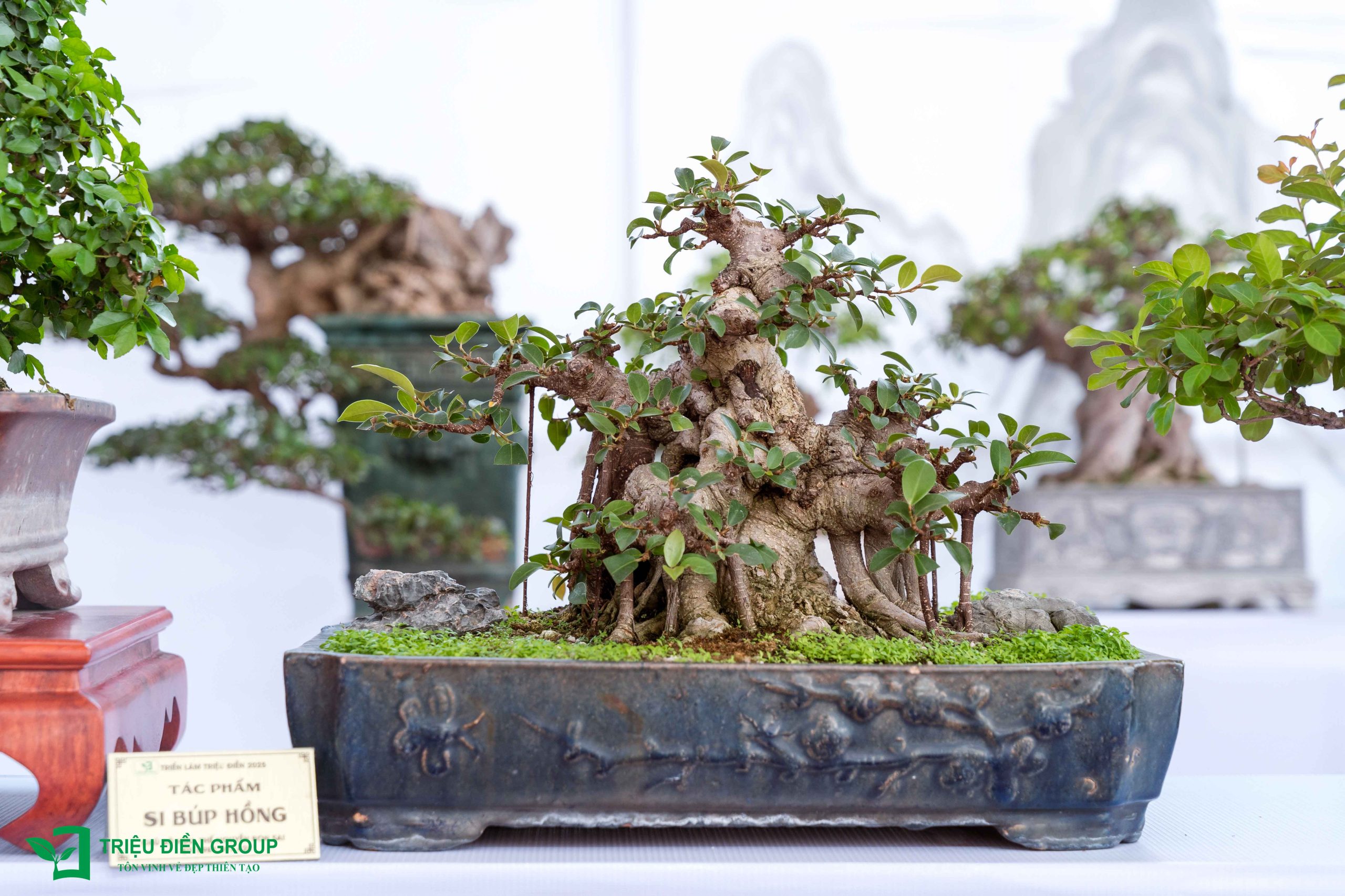 Khám phá 10 Tác phẩm Bonsai đẹp, độc đáo 2025