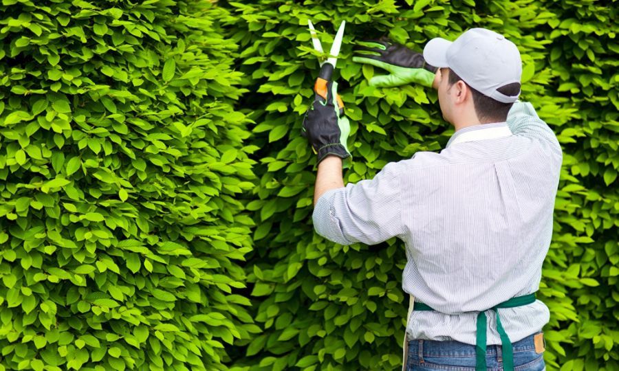 Dịch vụ chăm sóc cây cảnh