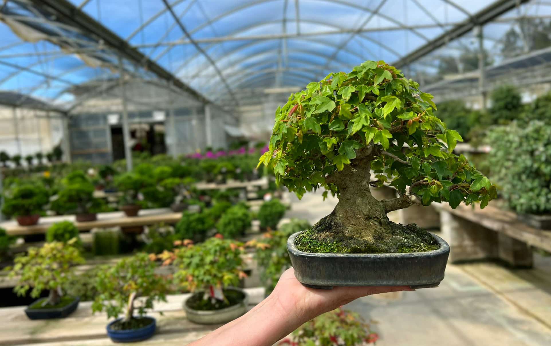 The Shohin bonsai charm