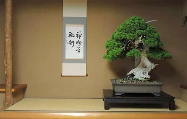 Top 7 bí mật thú vị về nghệ thuật bonsai truyền thống của Nhật