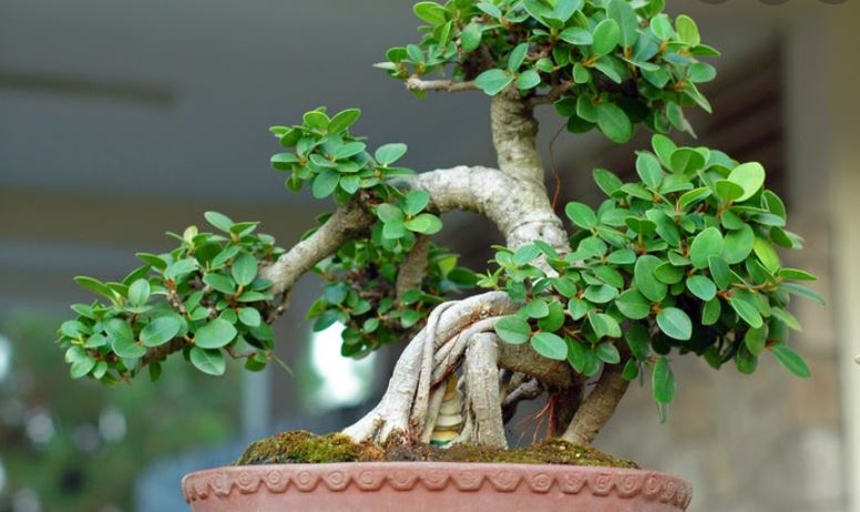 Phòng trị bệnh sâu rầy cho bonsai