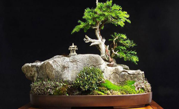 Cây Bonsai Nhật Bản - Tìm hiểu nghệ thuật trồng cây - Xuất Khẩu Lao Động Thanh Giang