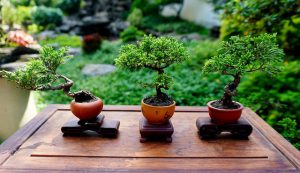 Kỹ thuật trồng cây Bonsai mini từ A đến Z - Cây Cảnh