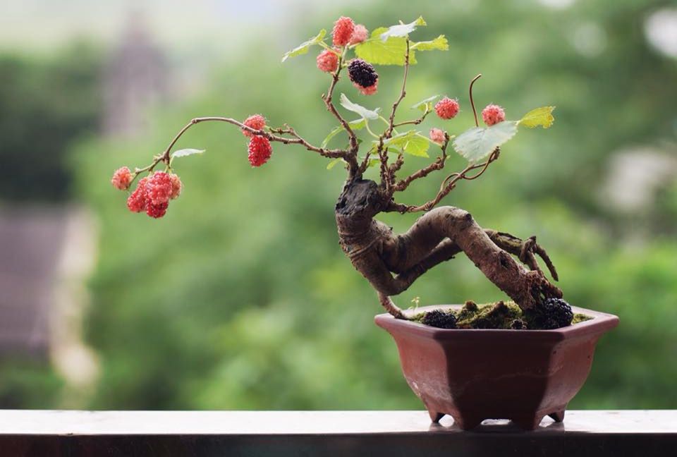 Có thêm tiền triệu nhờ trồng bonsai siêu mini