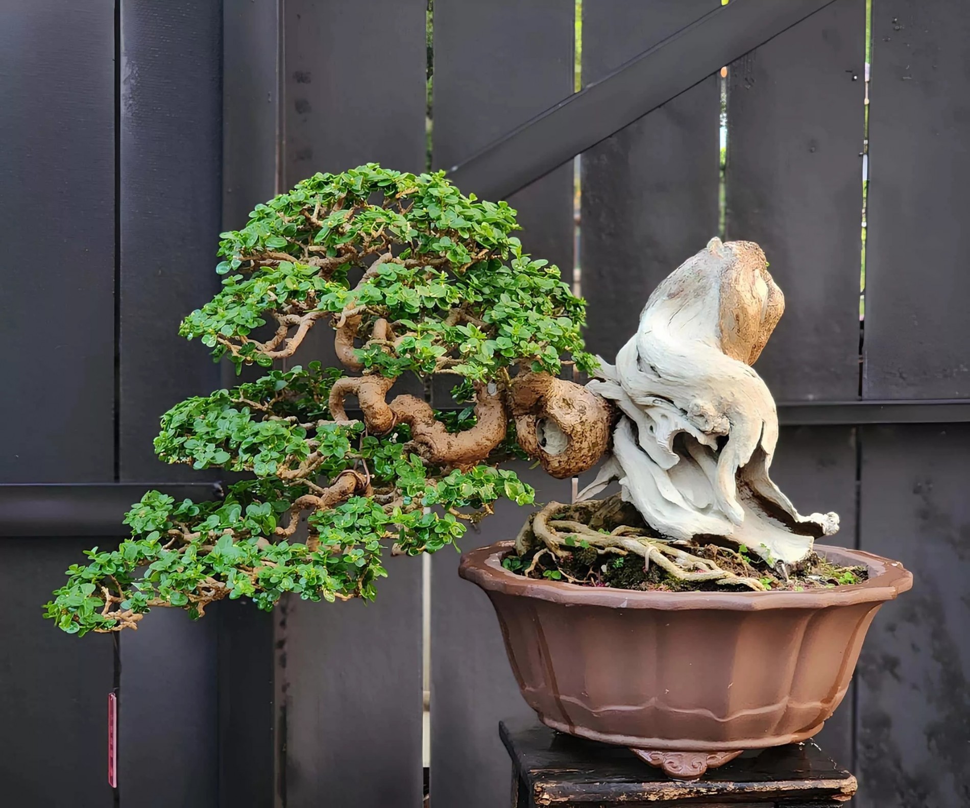 Sam hương bonsai: Kỳ mộc được giới chơi cây cảnh đẳng cấp săn lùng