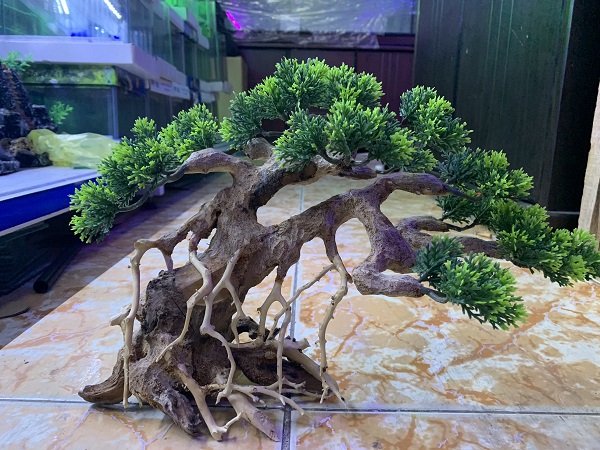 Cây Bonsai Dáng Ngã Trang Trí Hồ Cá - Vi Sinh Cá Cảnh Aquarium Care