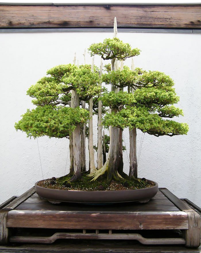 NHỮNG THẾ CÂY BONSAI ĐẸP (PHẦN 1)
