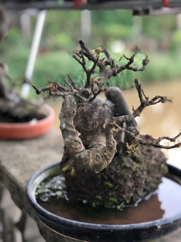 Cây Sang Bonsai - Đặc Điểm, Chăm Sóc và Mua Bán Tại Vườn Tinh Mộc