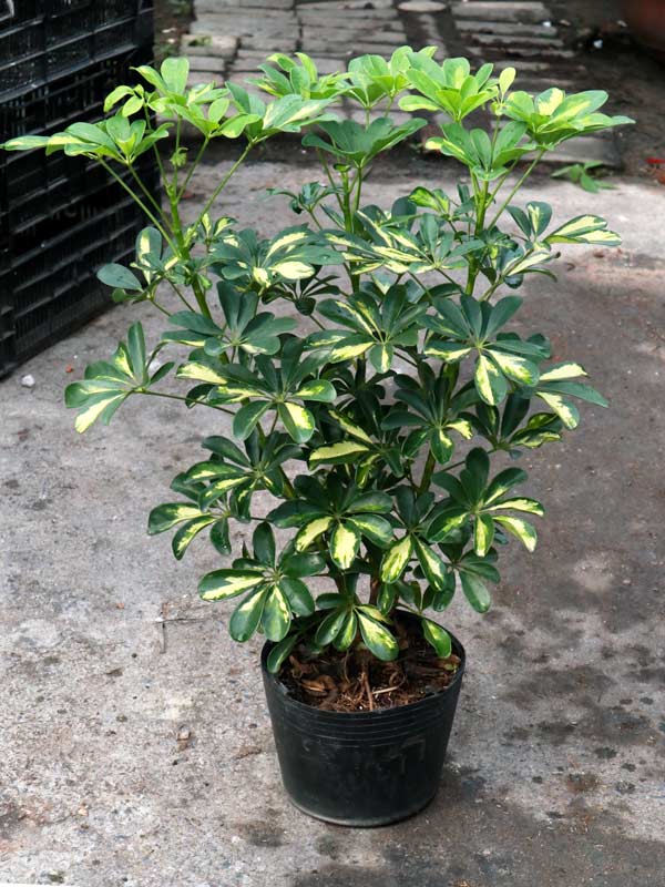 Cây Ngũ Gia Bì Bonsai: Tạo Điểm Nhấn Tự Nhiên Cho Không Gian