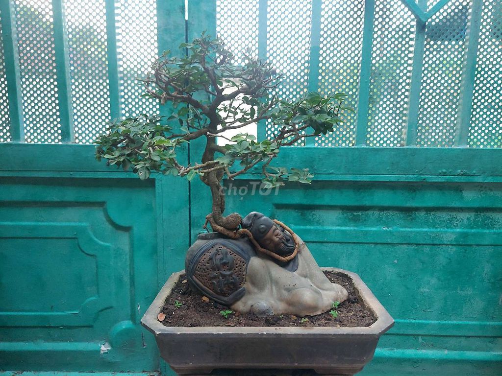 Cây Kim Quýt Bonsai: Ý Nghĩa, Cách Trồng và Chăm Sóc