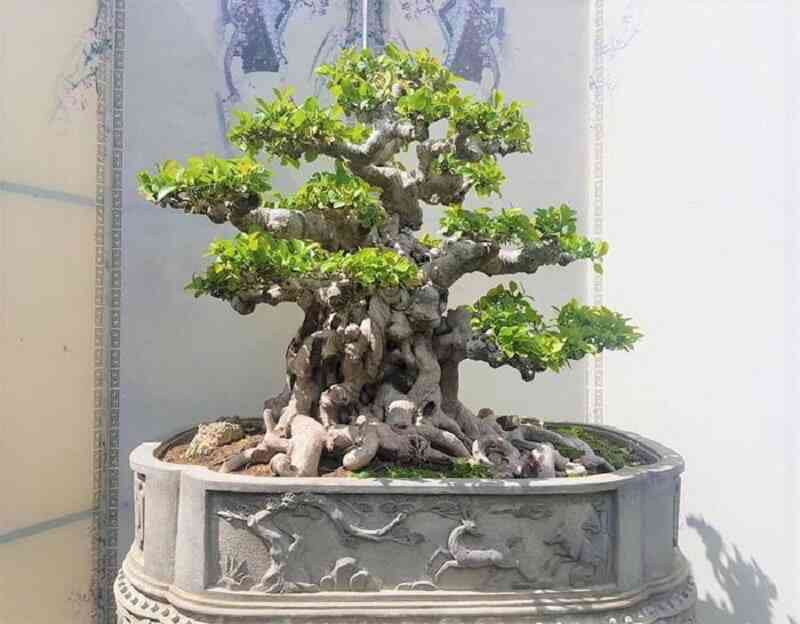 Cây Quýt Rừng Bonsai: Đặc Điểm, Cách Trồng và Chăm Sóc