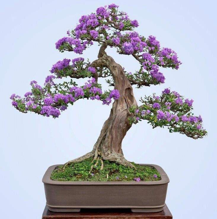 Top 20 cây bonsai được ưa chuộng nhất hiện nay