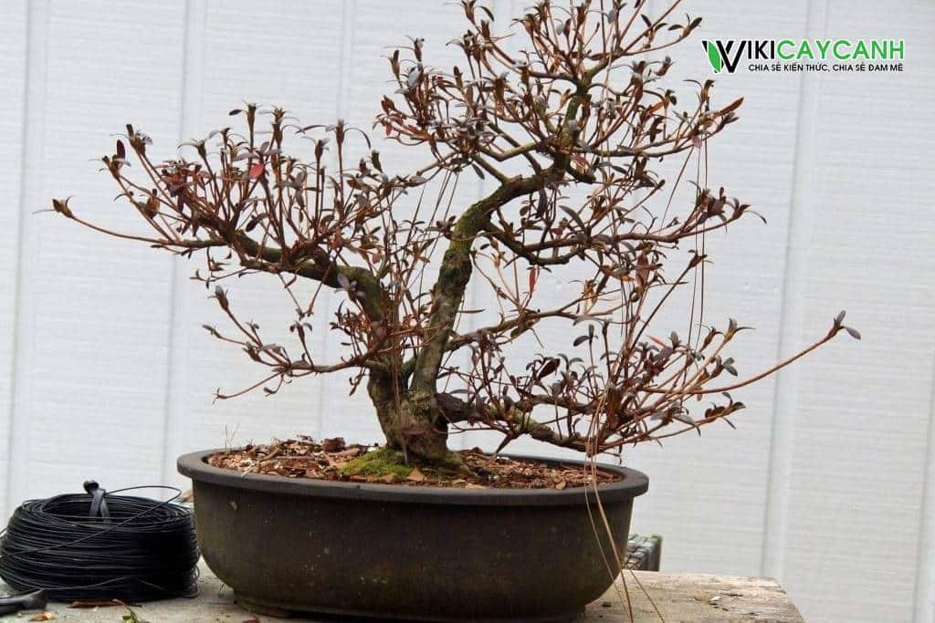 Cách xử lý cành cây Bonsai bị khô héo - Wiki Cây Cảnh