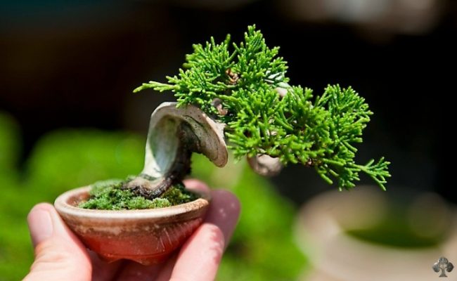 Chùm ảnh: Ngắm nhìn top 10 cây bonsai mini nhỏ nhất thế giới | YeuBonsai.vn