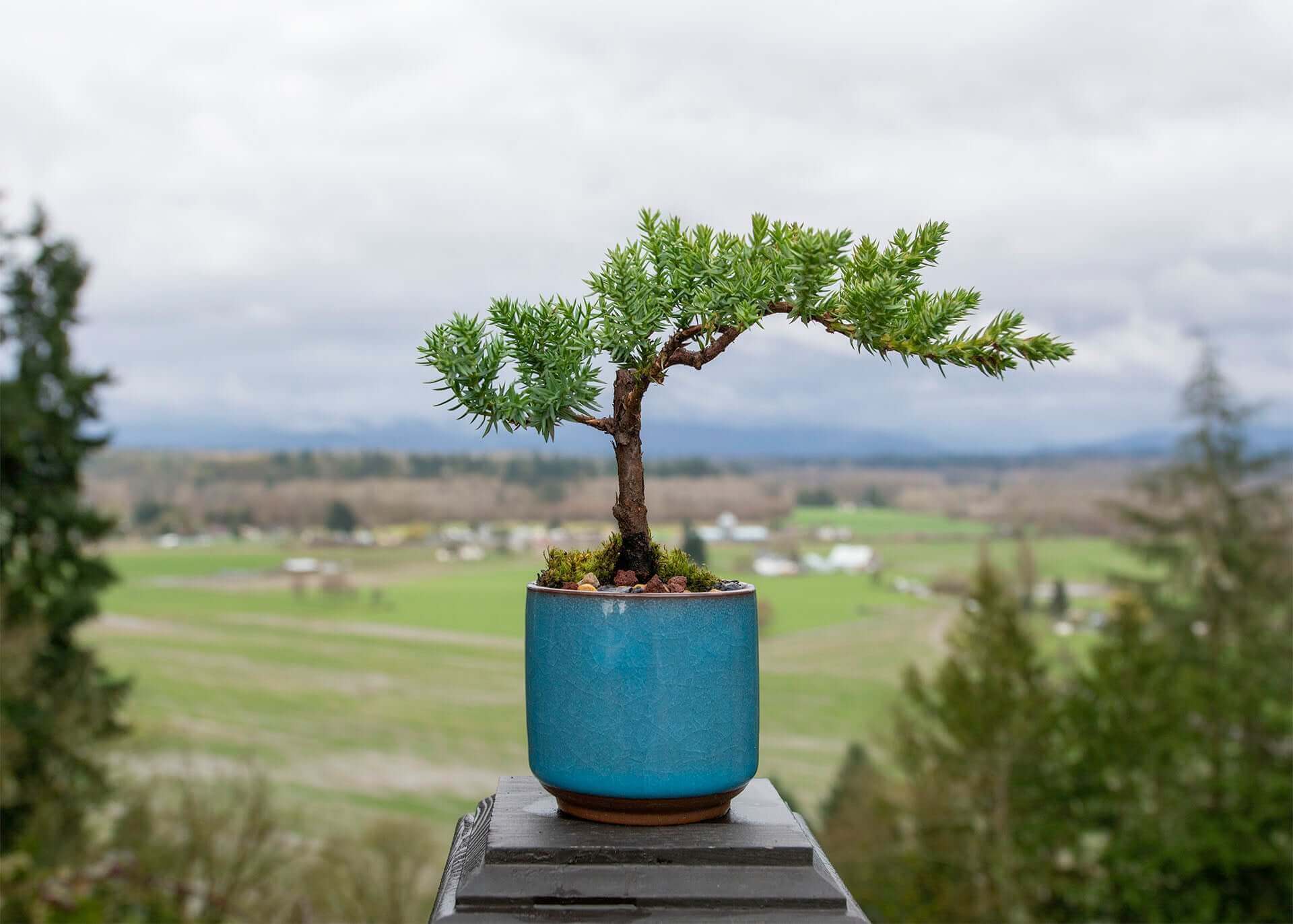 Small Juniper Bonsai Tree